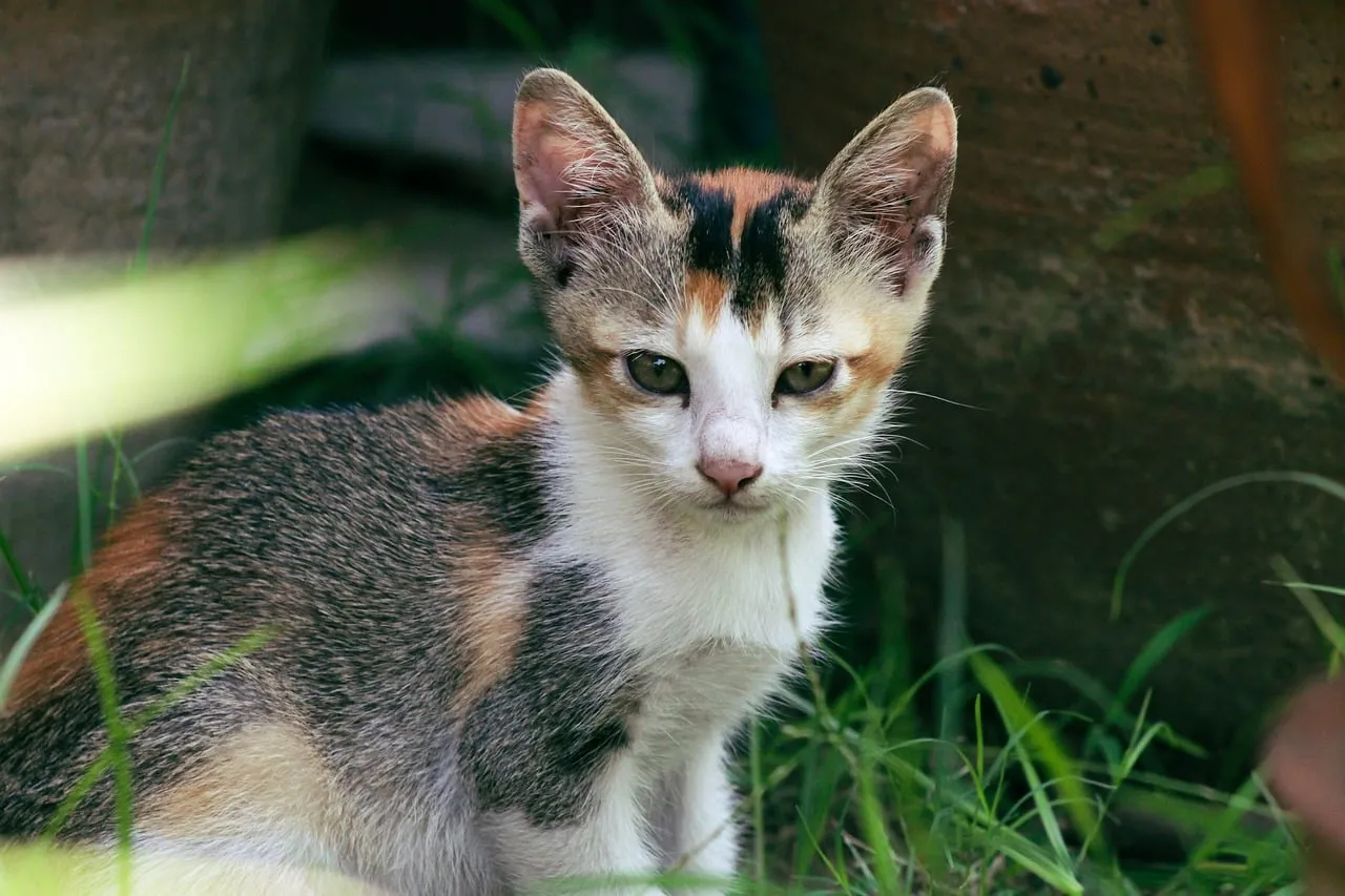 Enchanting Calico Kitten: A Charming Outdoor Portrait