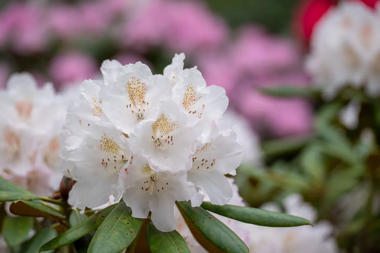 Stunning White Rhododendron Blooms Against Pink Hues