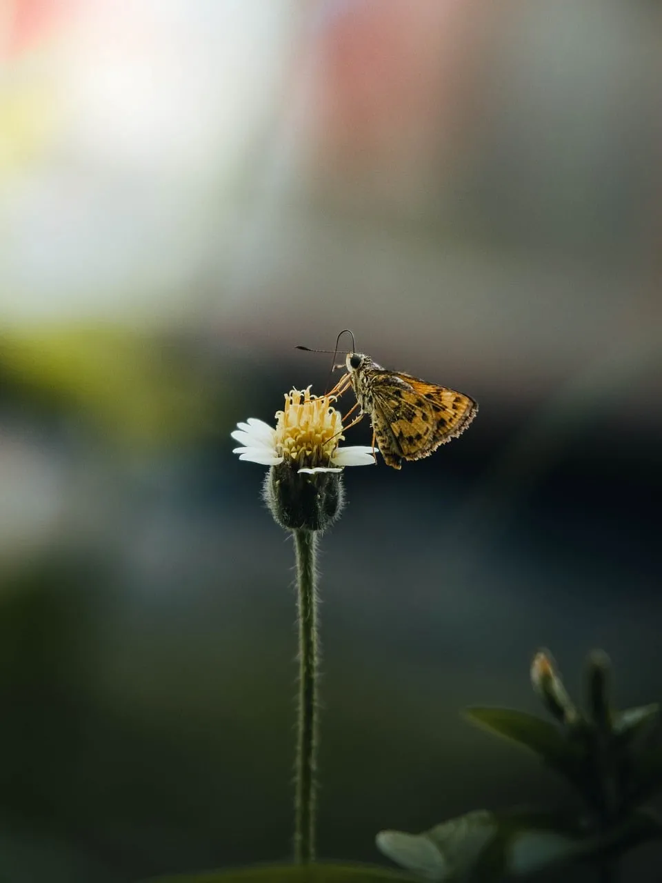 Vibrant Butterfly on Daisy: A Macro Summer Bloom