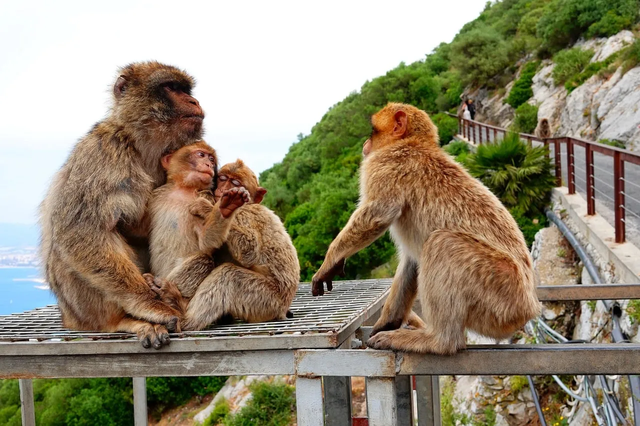 Charming Macaque Family Moment on a Mountain Cliff