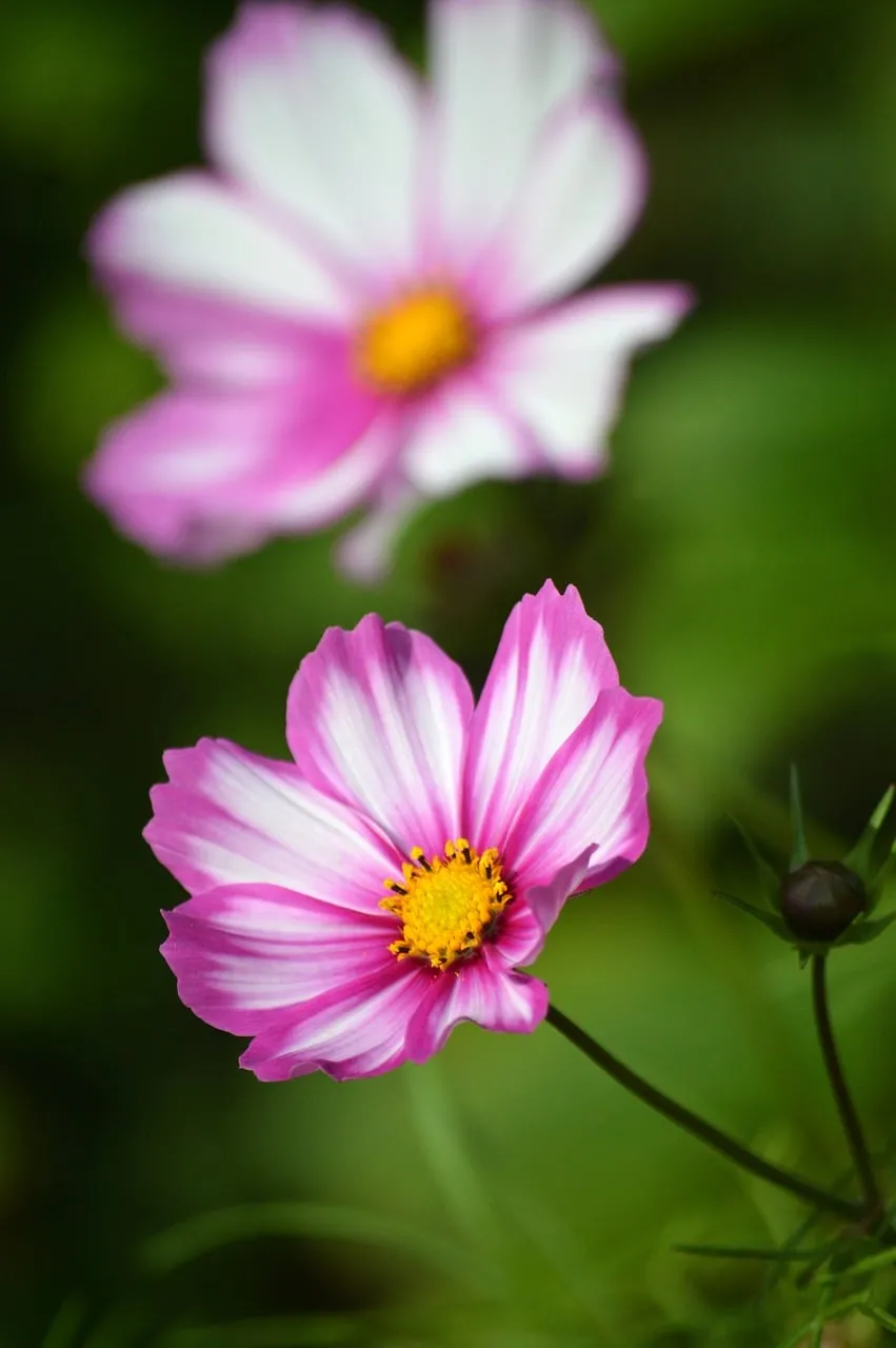 Vibrant Pink and White Cosmos Blooms in a Summer Garden