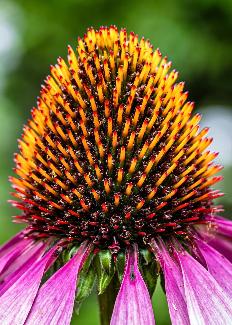 Vibrant Coneflower Blossom: A Symphony of Summer Hues