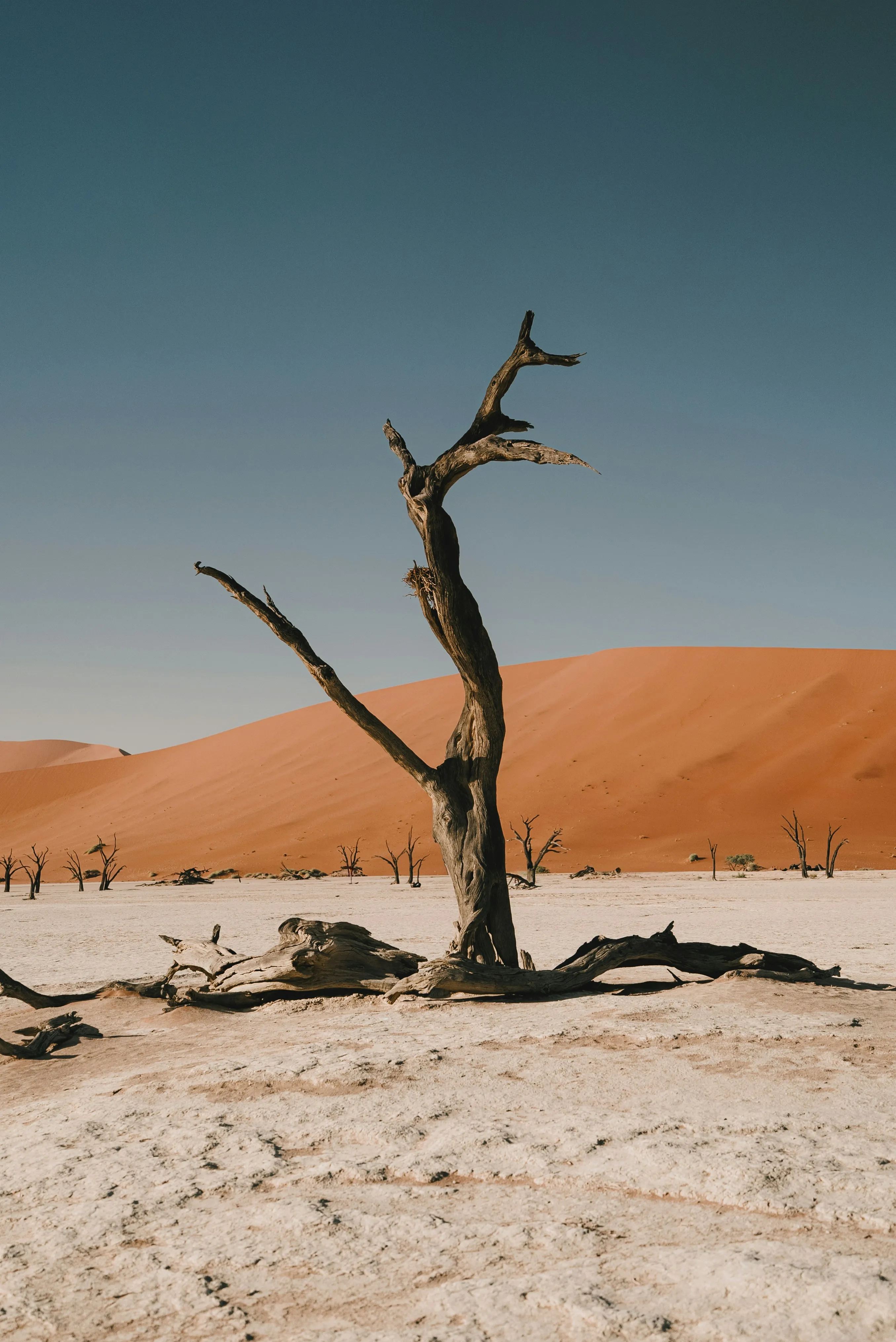 Dramatic Solitude: Dead Tree Against Desert Dunes