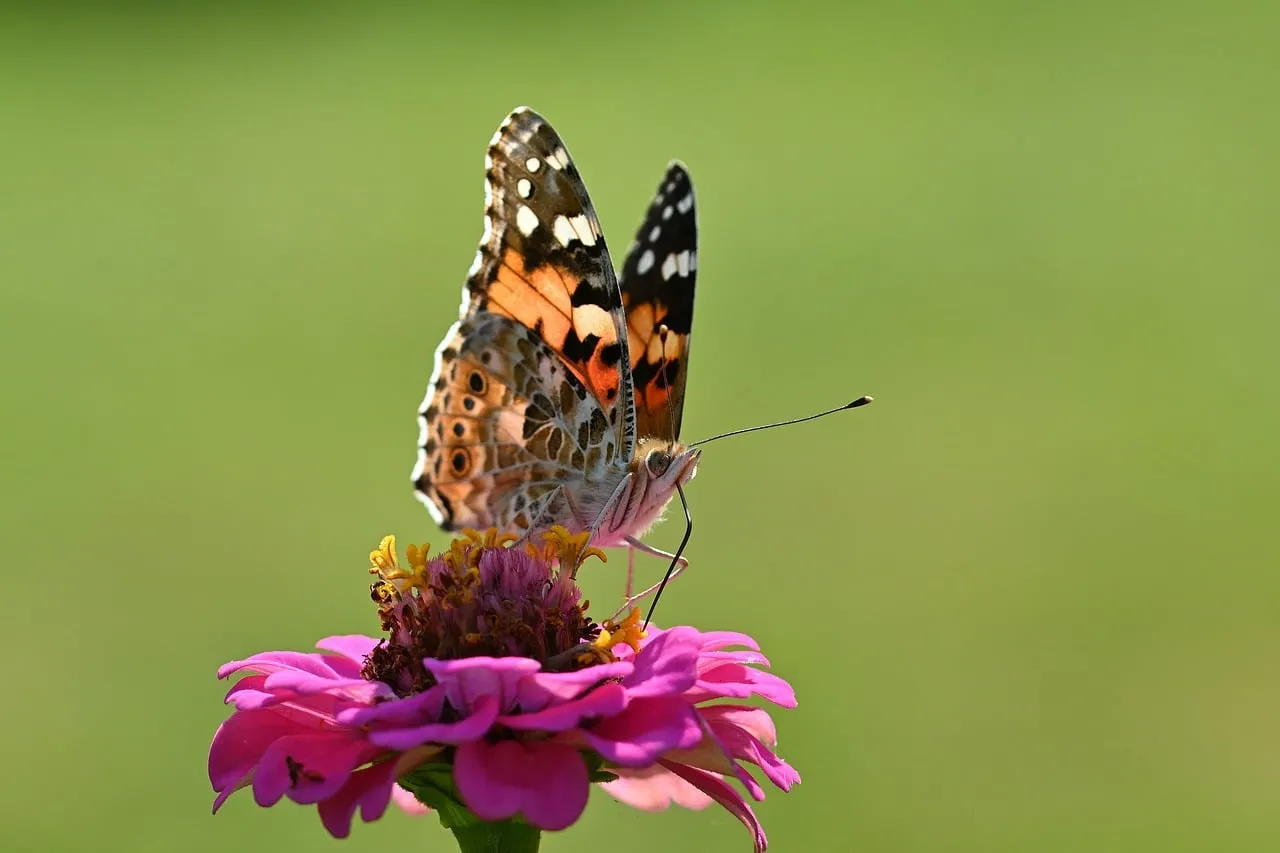 Vibrant Butterfly on Zinnia: A Summer Garden Delight
