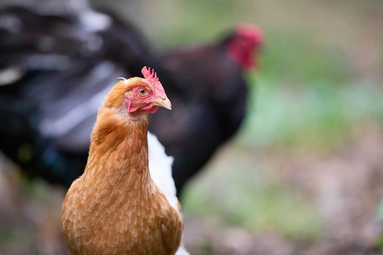 Charming Farm Life: Rustic Chicken Portrait in Nature's Embrace