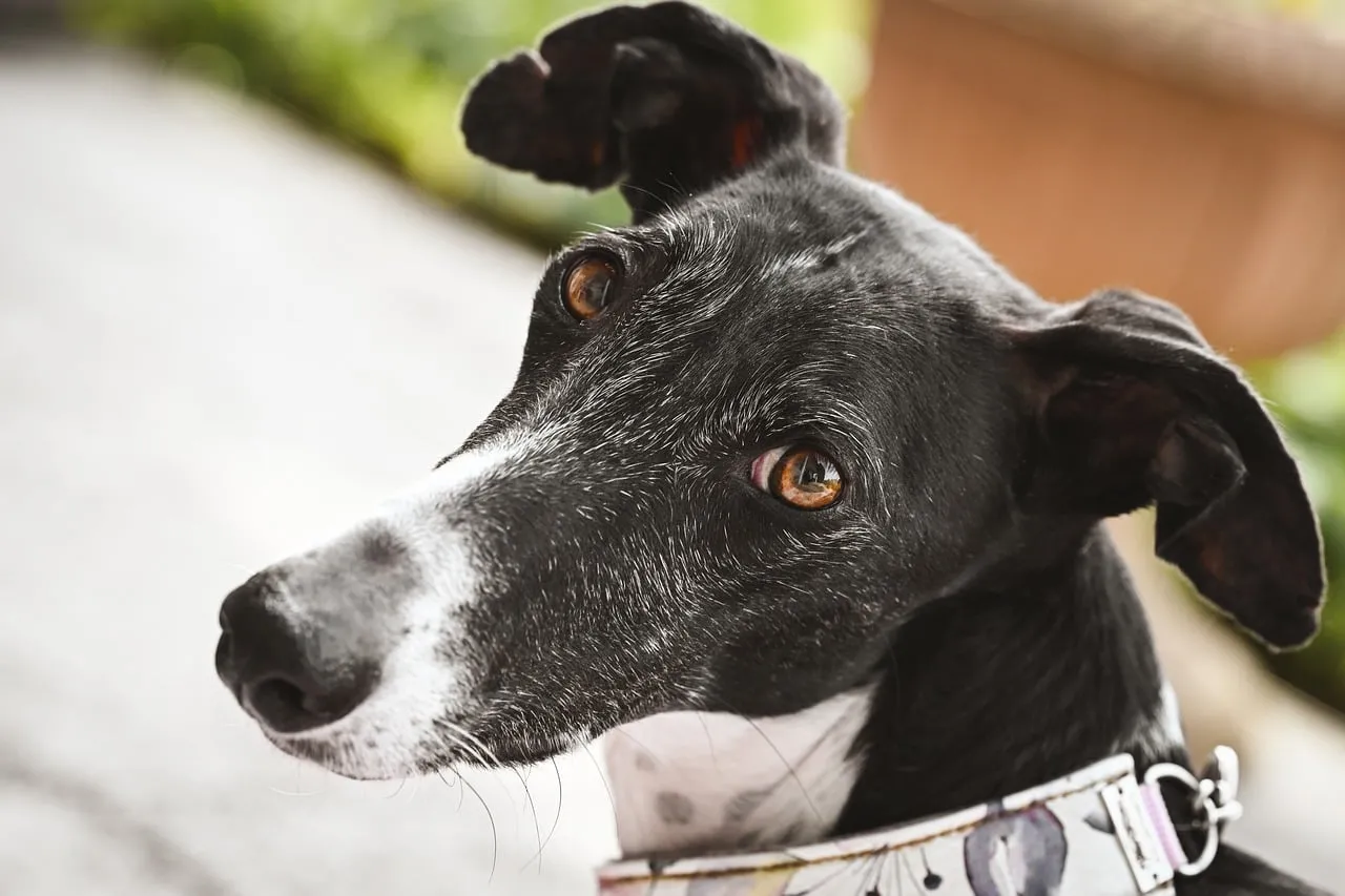Captivating Greyhound Gaze: A Pet's Soulful Outdoor Portrait