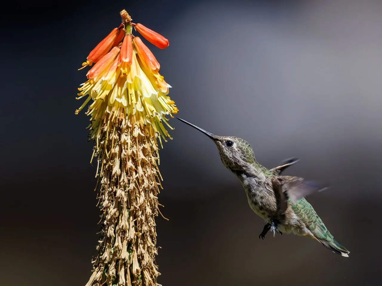 Vibrant Hummingbird Sips Nectar from Fiery Torch Lily