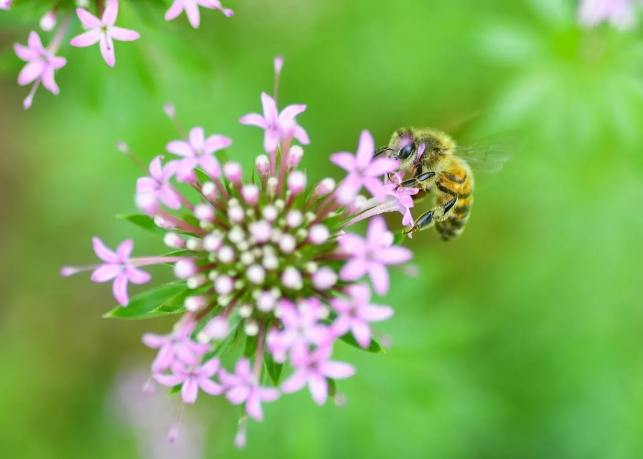 Vibrant Macro: Busy Bee Pollinating Pink Blooms
