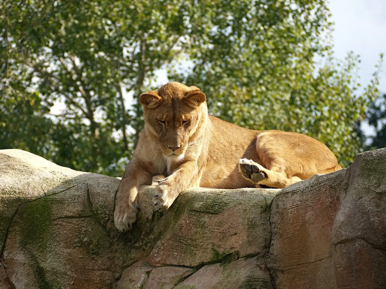 Majestic Lioness: Serene Rest in the African Sun
