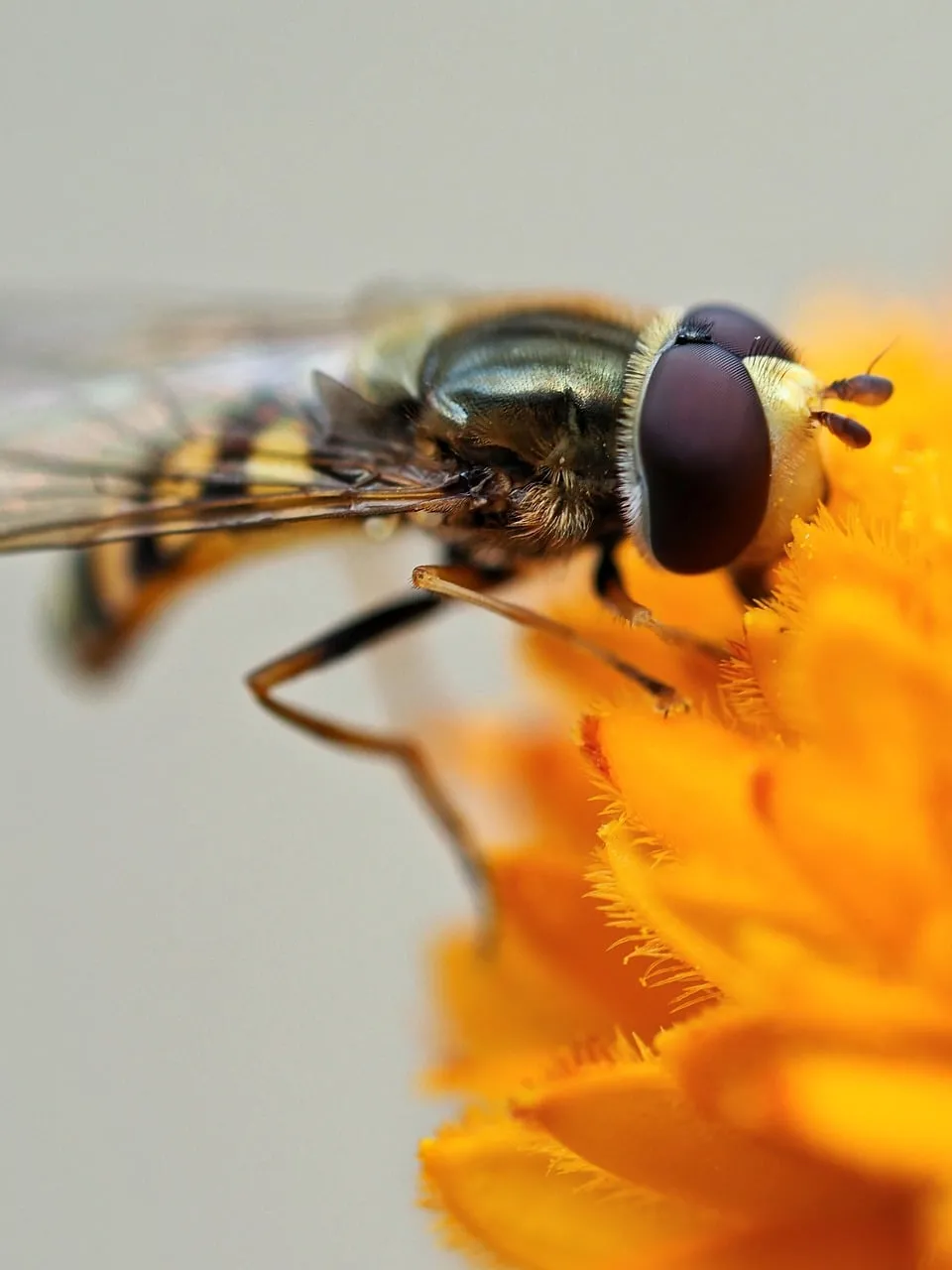 Stunning Hoverfly Close-up: Pollination's Tiny Hero
