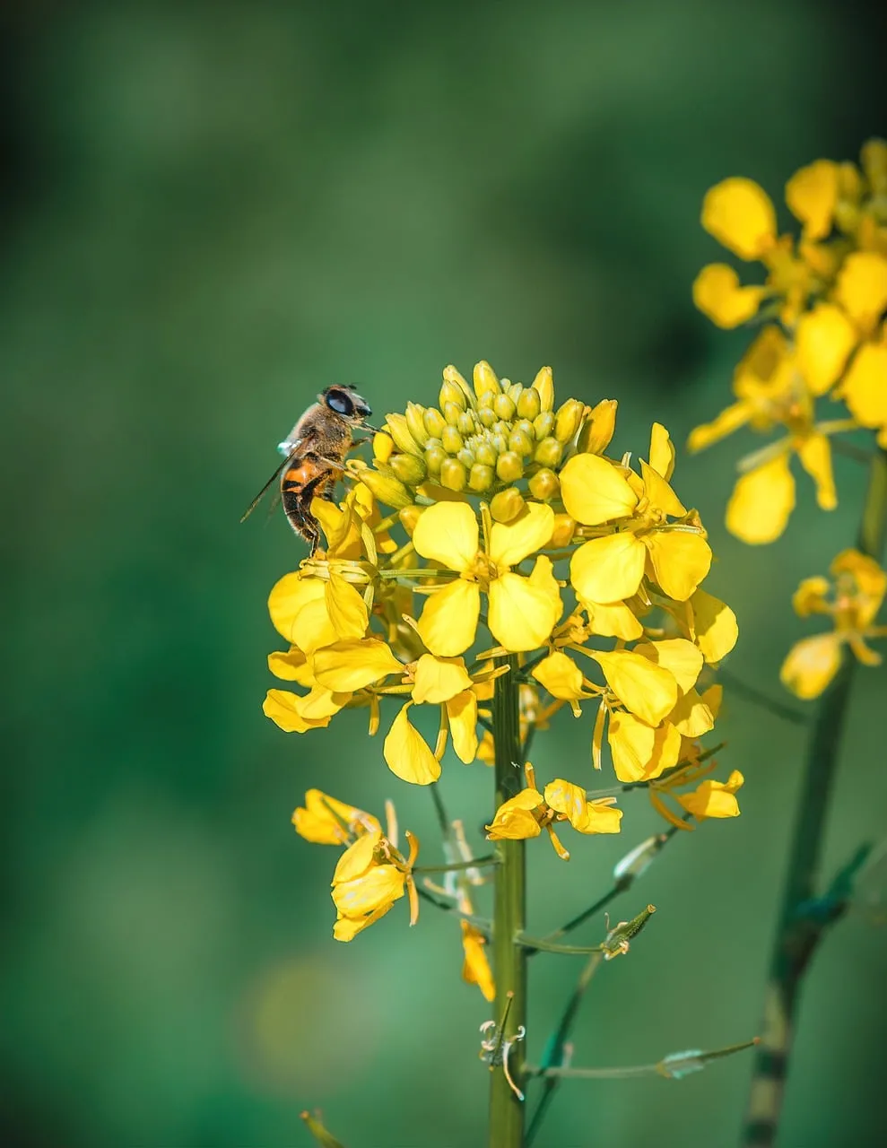 Vibrant Spring: Bee on Golden Rapeseed Flowers