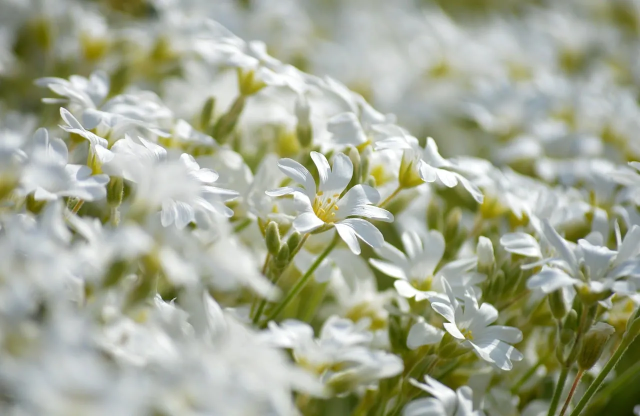 Stunning White Bellflowers: A Spring Field of Purity