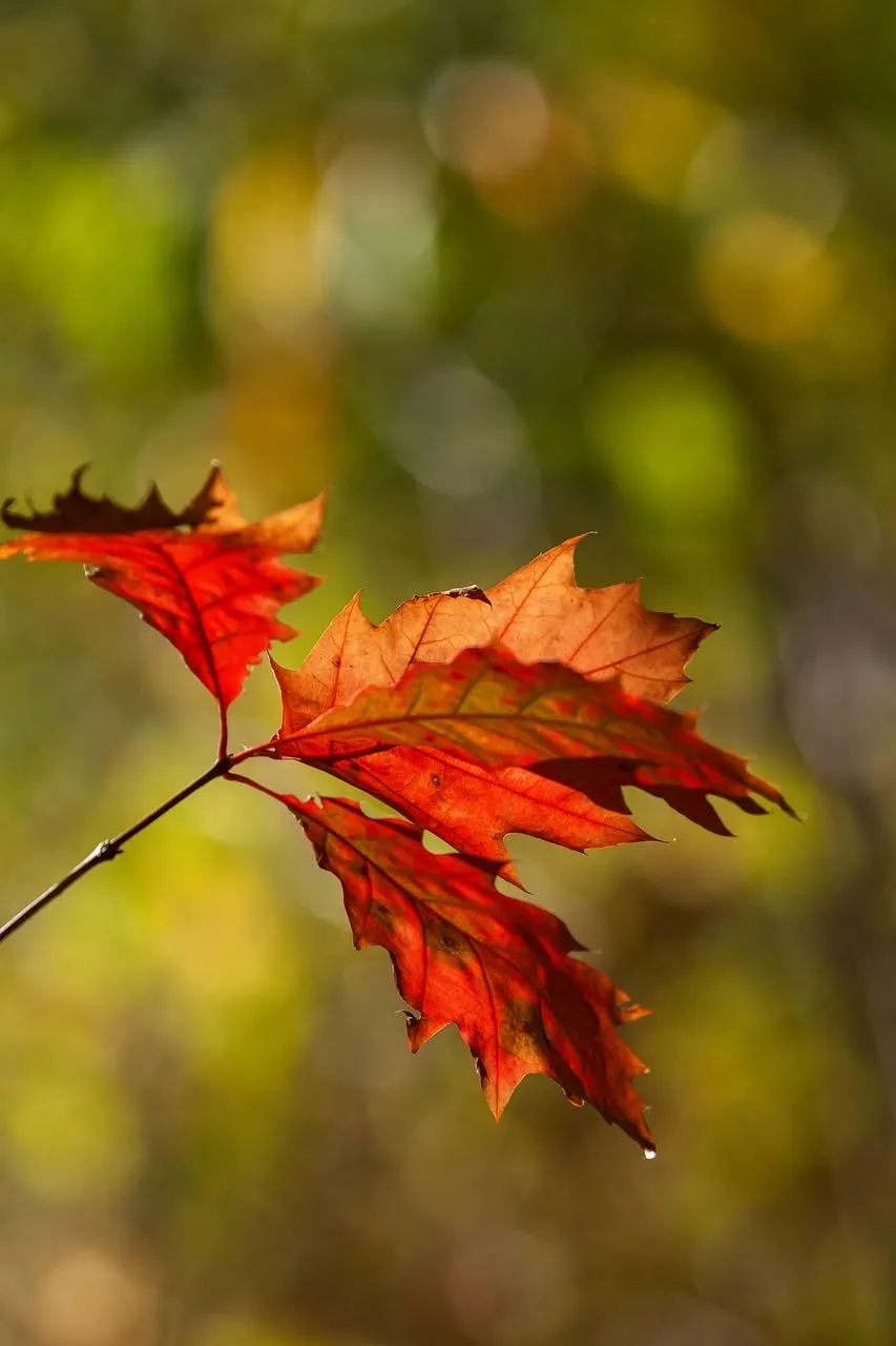 Vibrant Autumn Leaves: A Close-Up of Nature's Fiery Hues