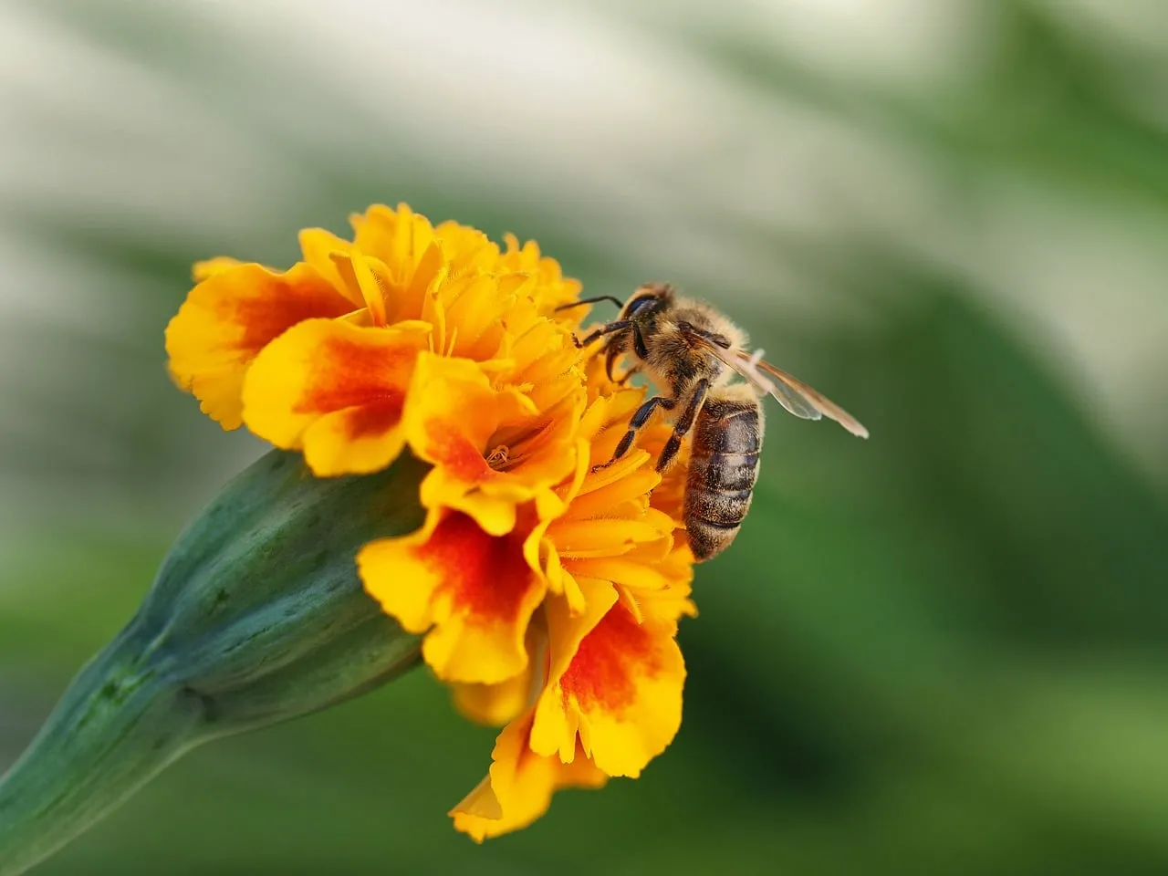 Vibrant Marigold: Honey Bee's Pollination Dance