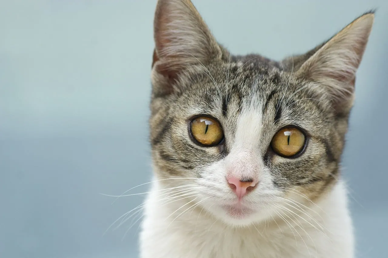 Captivating Feline Gaze: Adorable Kitten Portrait