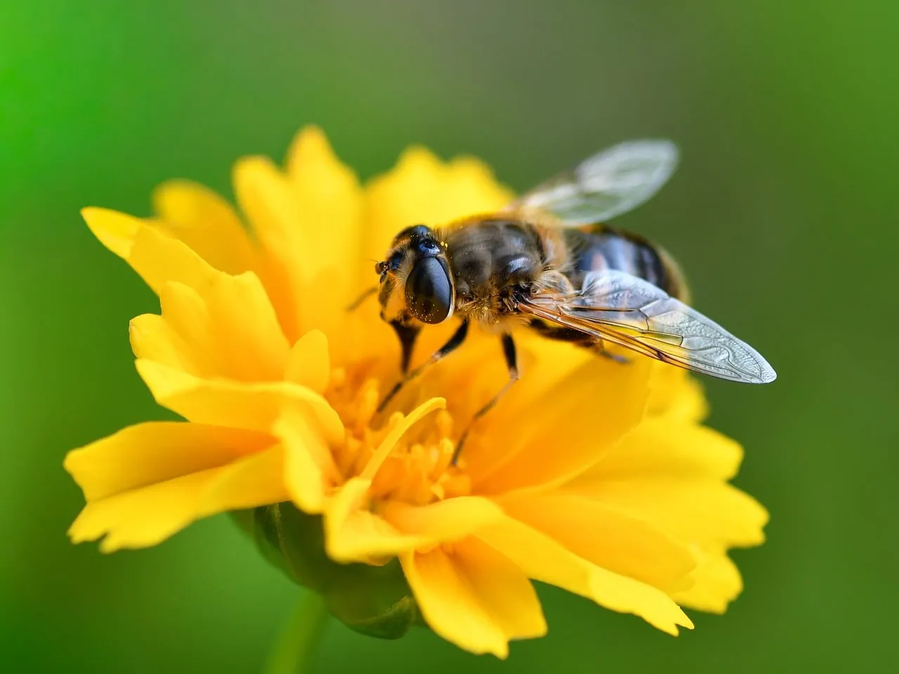Vibrant Macro: Hoverfly on Golden Yellow Bloom