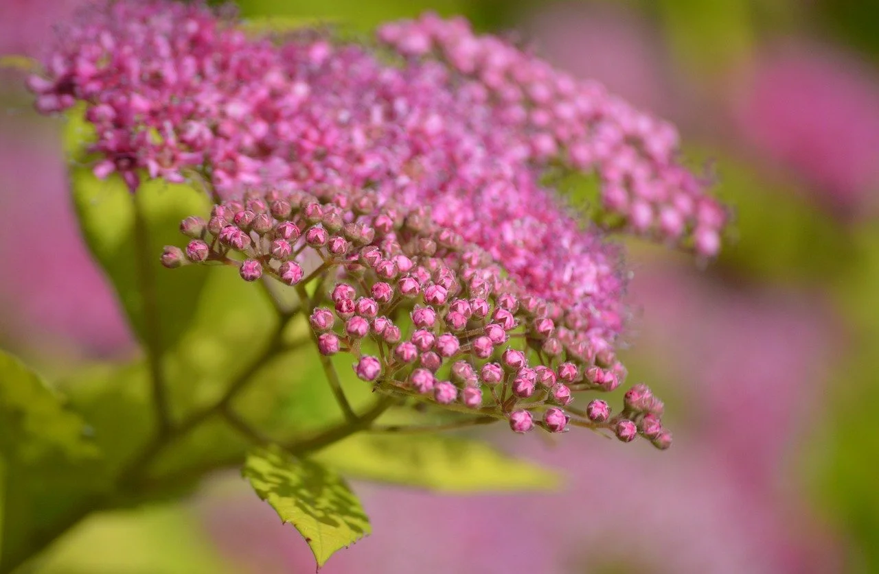 Vibrant Pink Spiraea Japonica Blooms in Garden Delight
