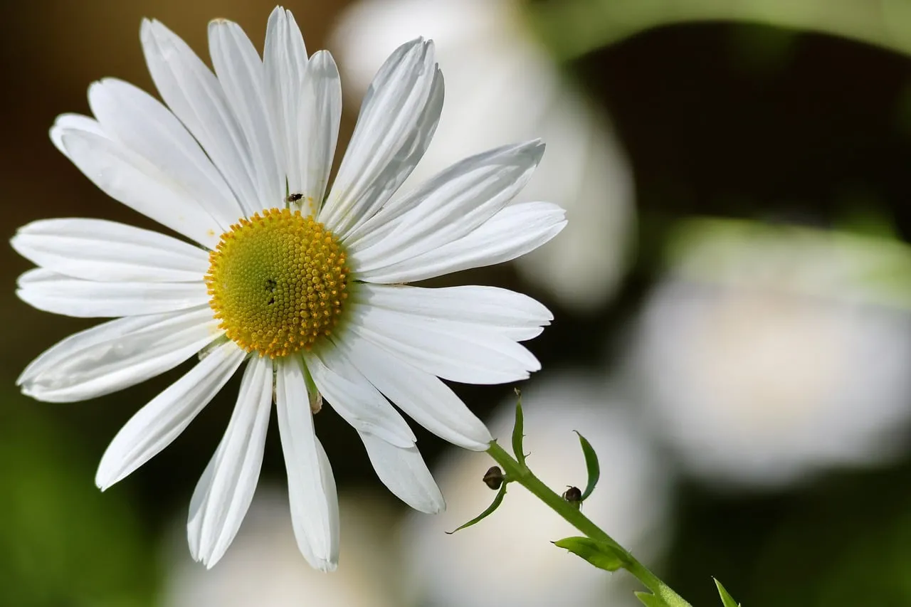 Vibrant Daisy Bloom: Nature's Delicate Springtime Charm