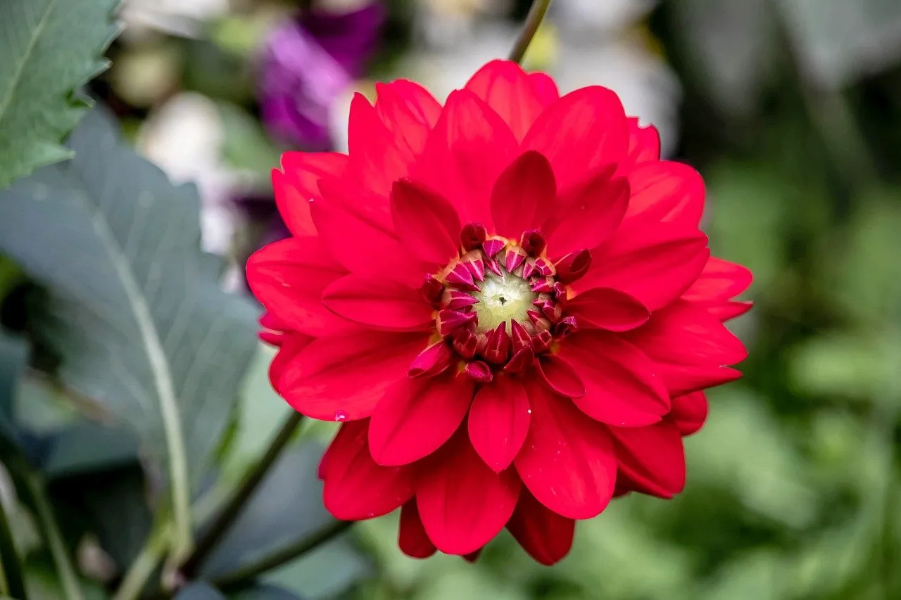 Vibrant Red Dahlia: A Close-Up Garden Bloom