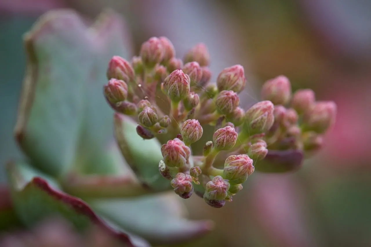 Delicate Sedum Buds: Pastel Hues in Macro Detail