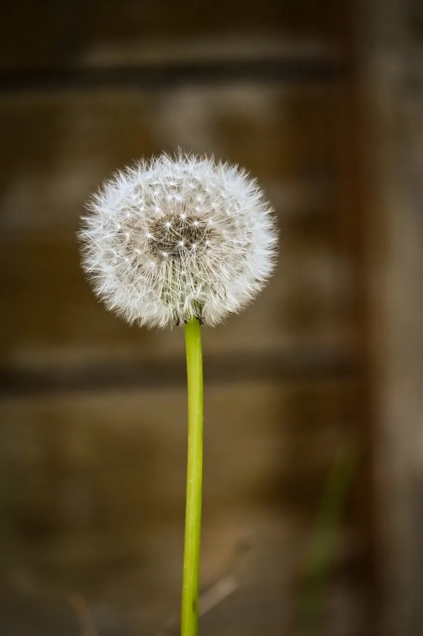 Delicate Dandelion: Nature's Fluffy Masterpiece in Macro