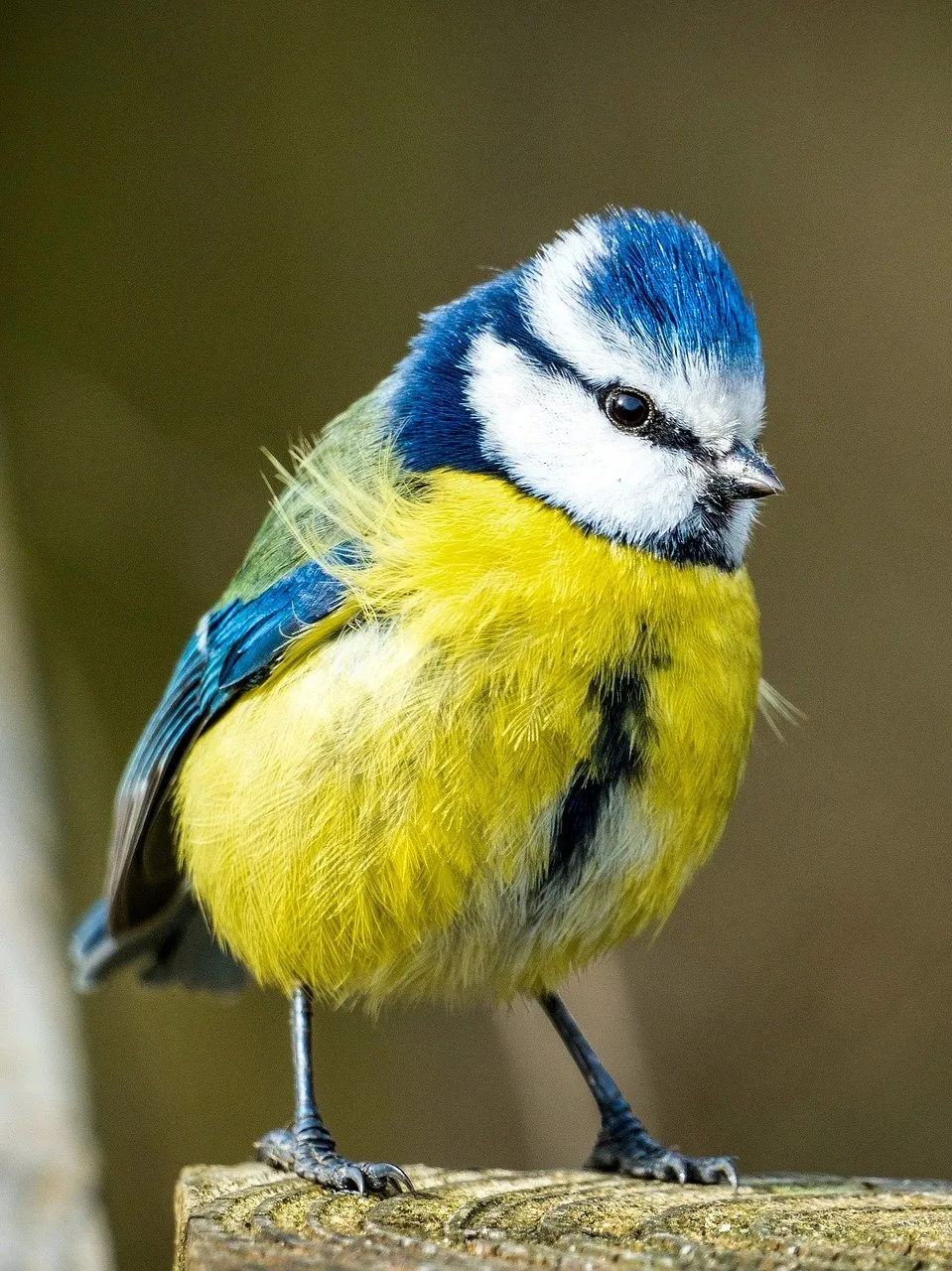 Vibrant Blue Tit: A Detailed Close-up of Nature's Jewel