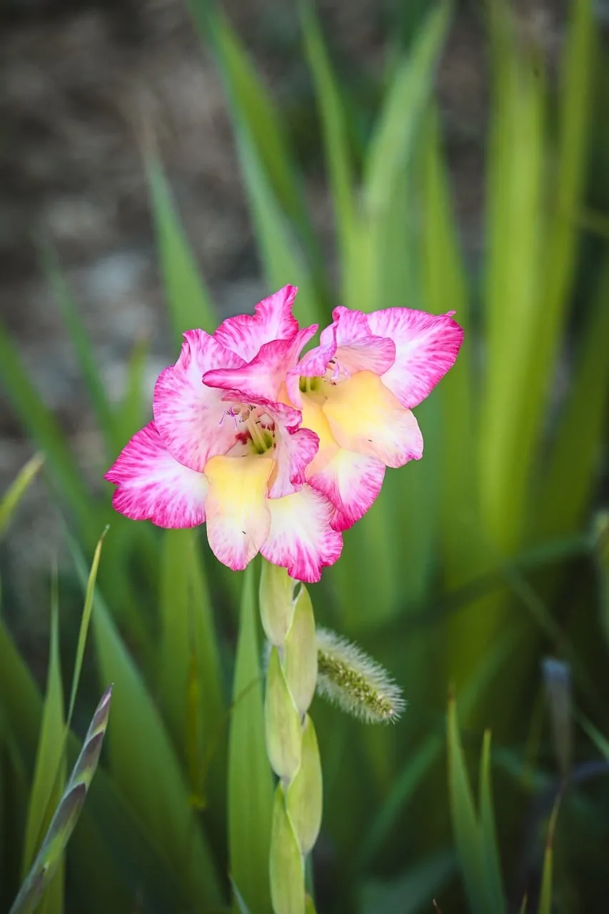 Vibrant Gladiolus Bloom: Pink and Yellow Floral Splendor
