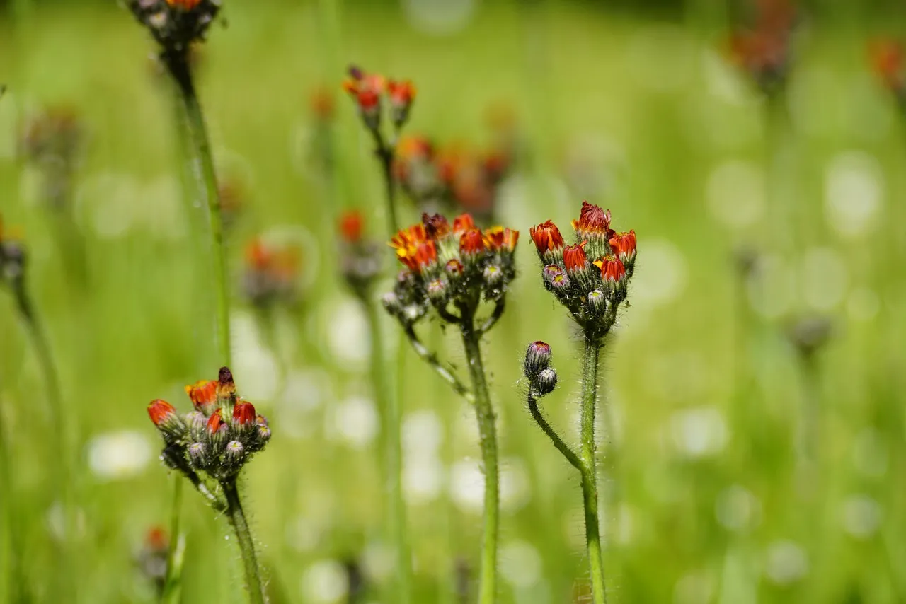 Vibrant Orange Hawkweed: Summer's Meadow Jewel