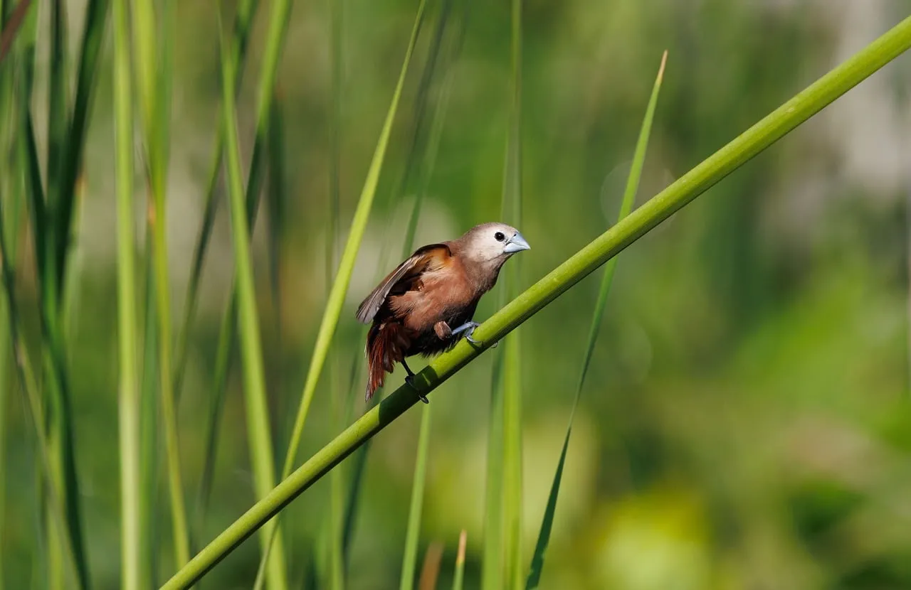 Graceful Wildlife: Small Brown Bird Perched on Vibrant Green Reed
