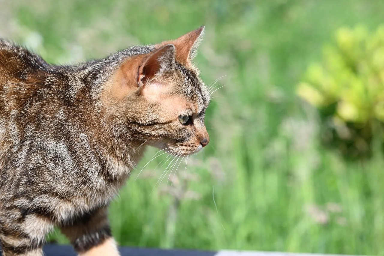 Captivating Feline: Majestic Cat Portrait in Nature's Embrace