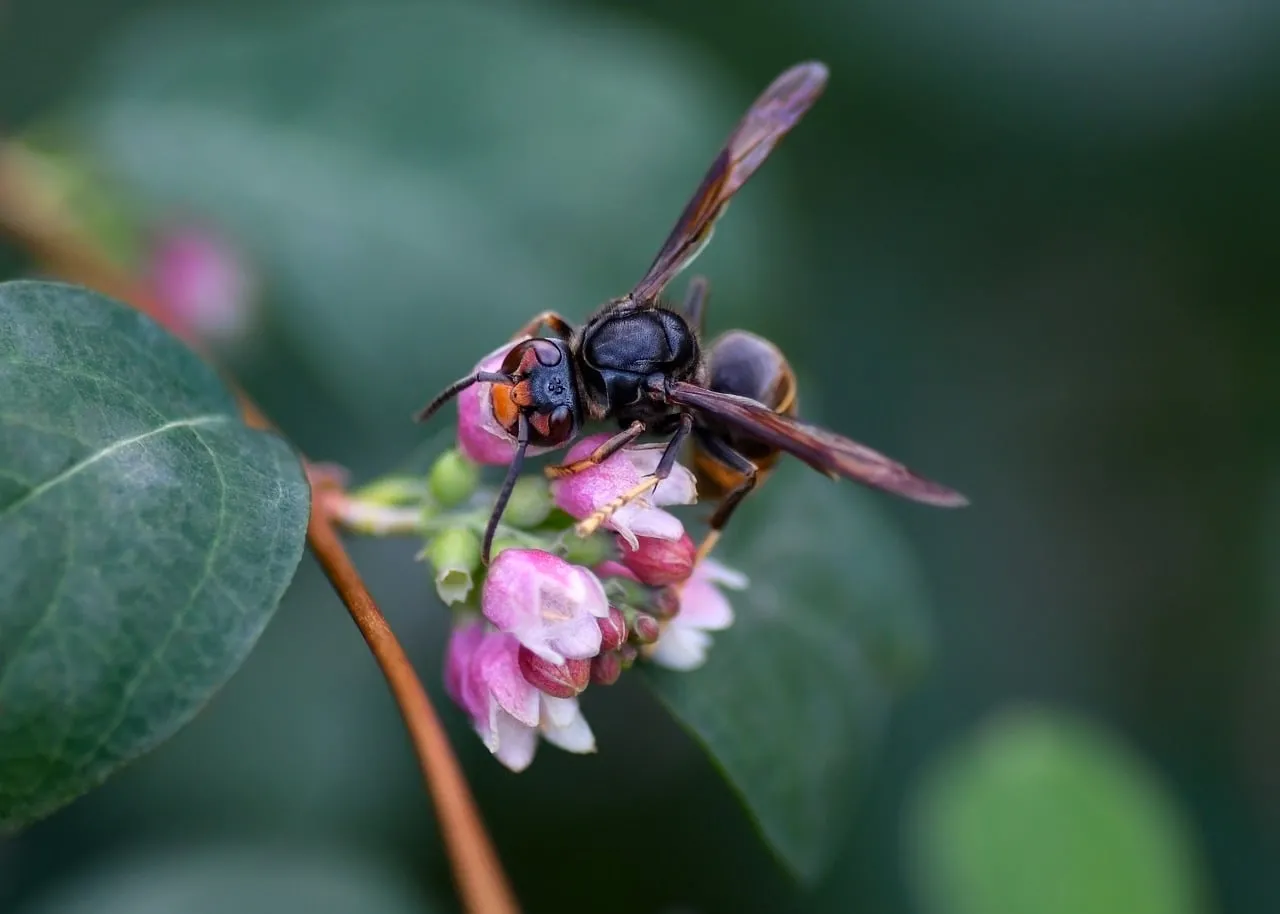 Vibrant Macro: Asian Hornet Foraging on Pink Flowers