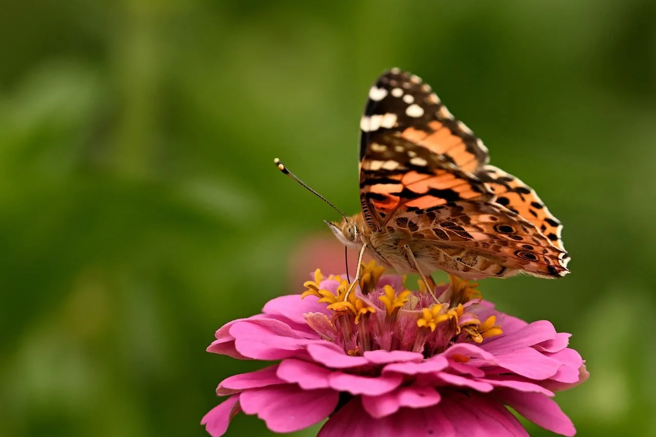 Vibrant Zinnia: Butterfly's Summer Nectar Delight