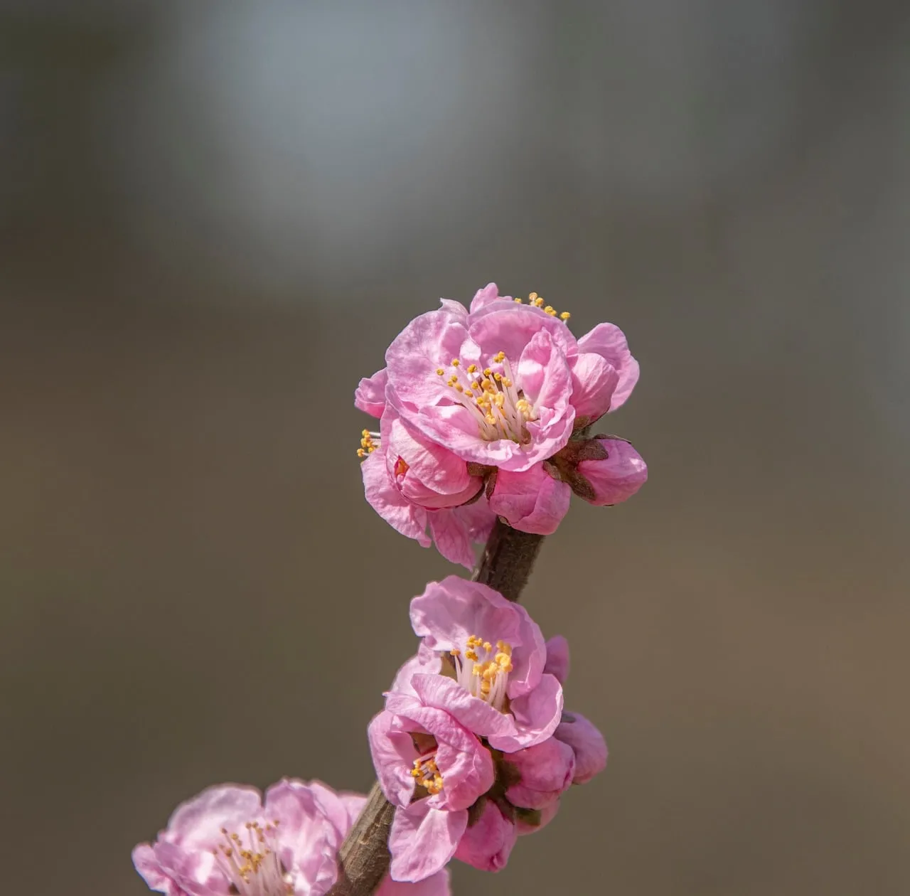 Vibrant Spring Blossom: Delicate Pink Plum Flowers Unfurling