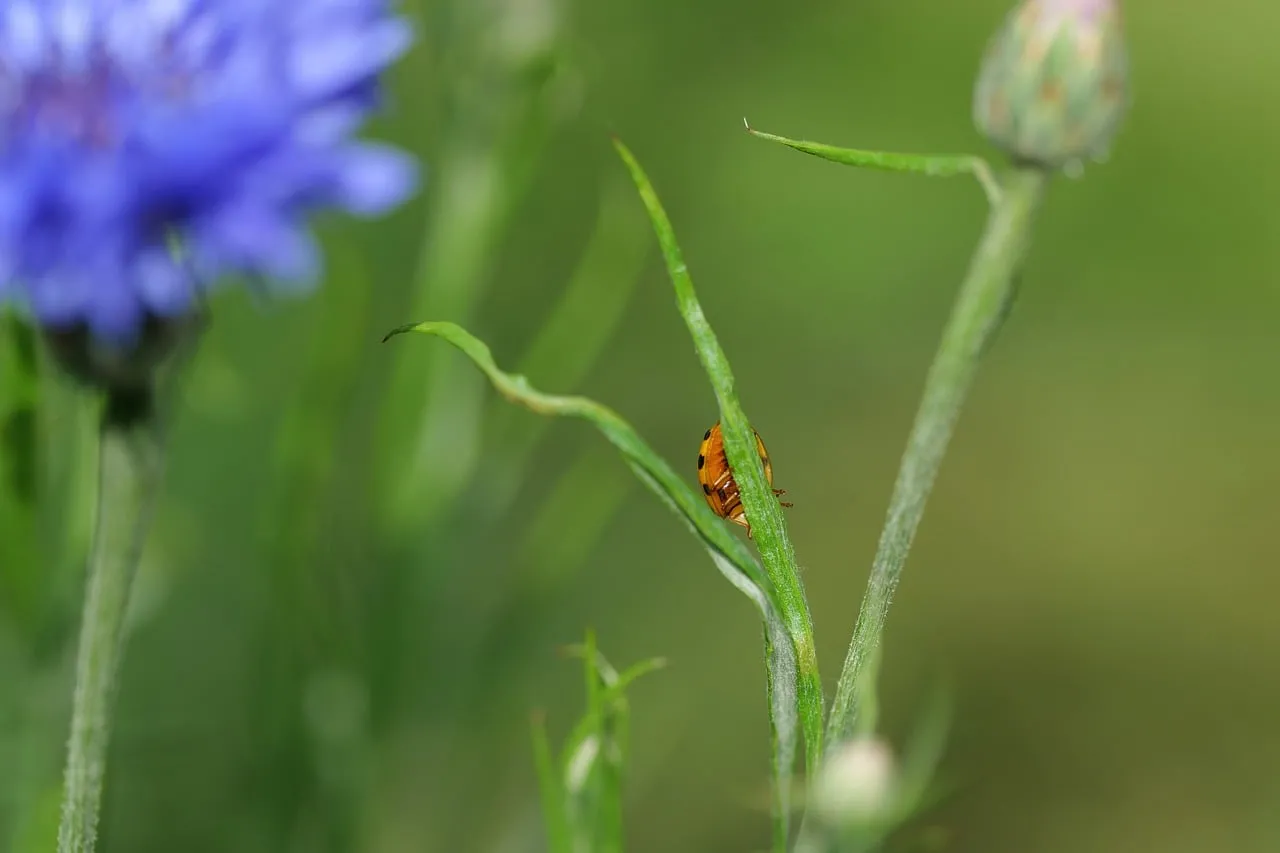 Vibrant Summer Scene: Ladybug on Green Stem with Blue Cornflower