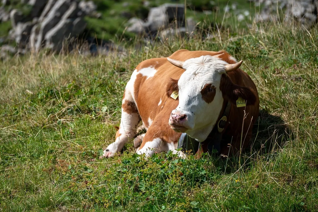 Serene Alpine Grazing: Majestic Cow Rests in Lush Austrian Meadow