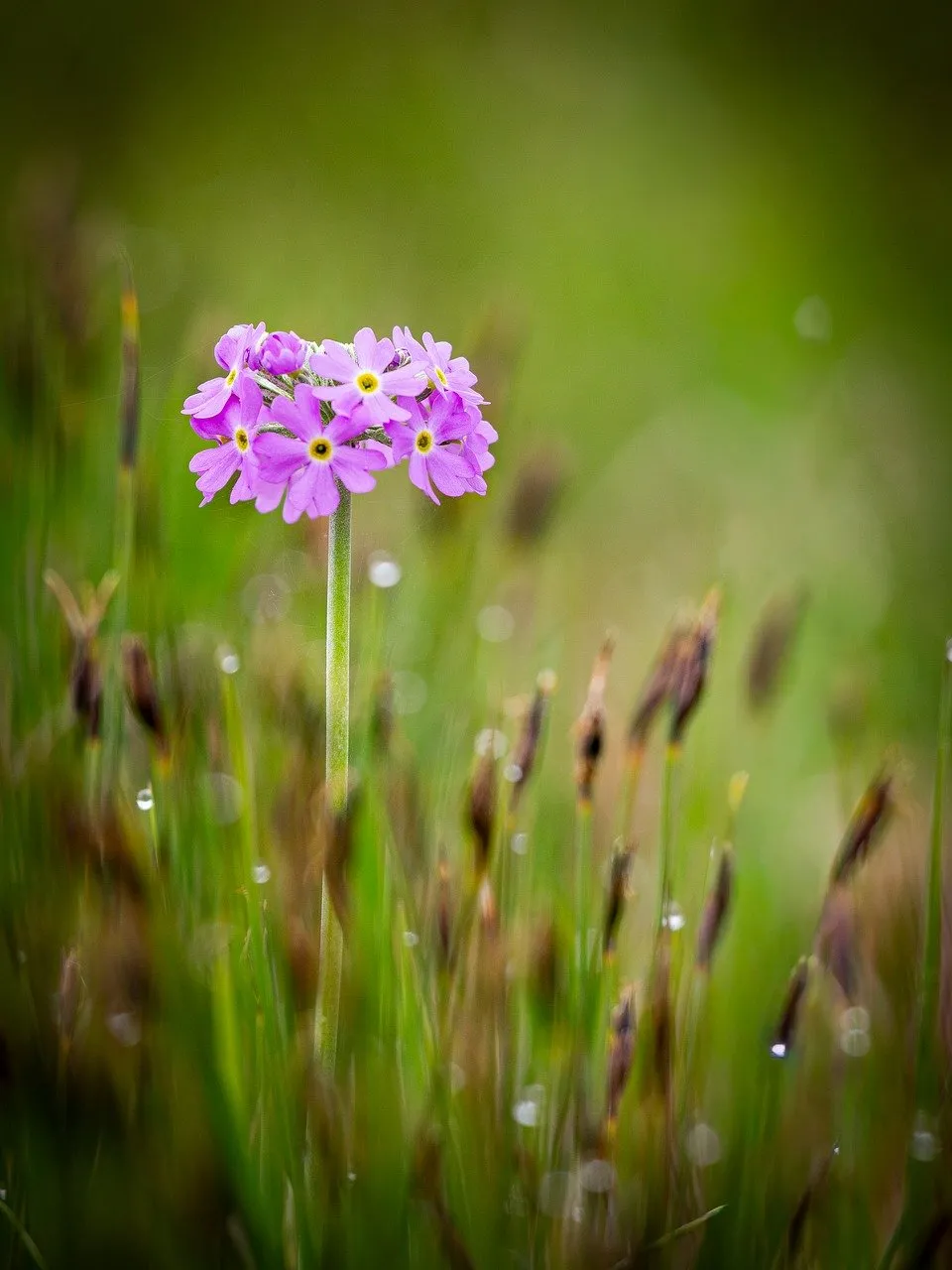 Vibrant Primrose Bloom: Nature's Delicate Purple Macro
