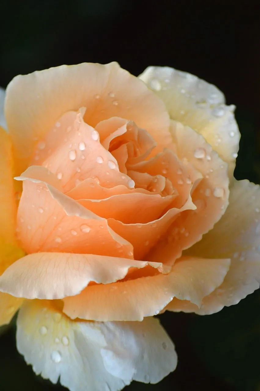 Enchanting Peach Rose with Dewdrops: A Macro Bloom