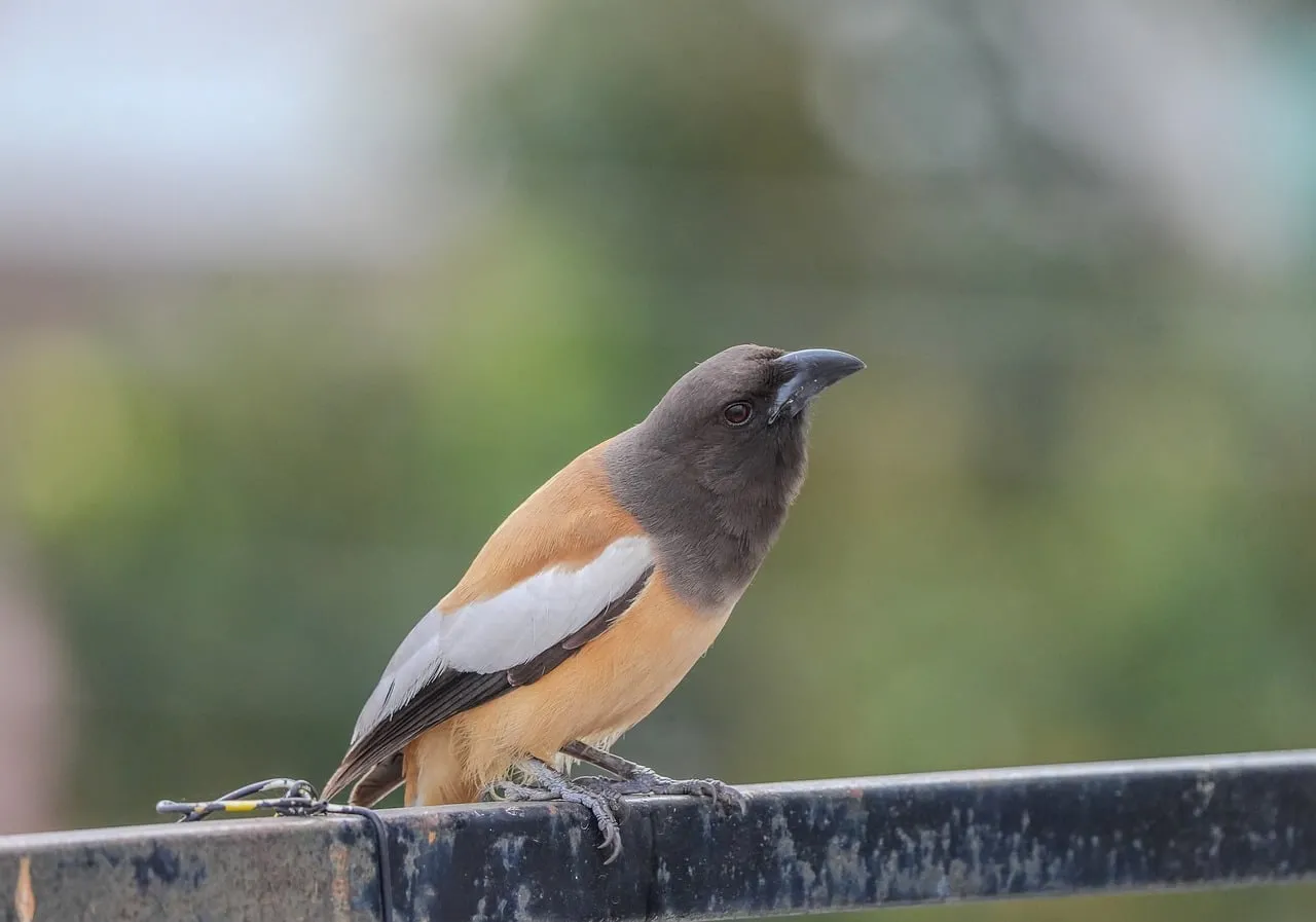 Vibrant Rufous Treepie Perched: A Glimpse of Indian Wildlife