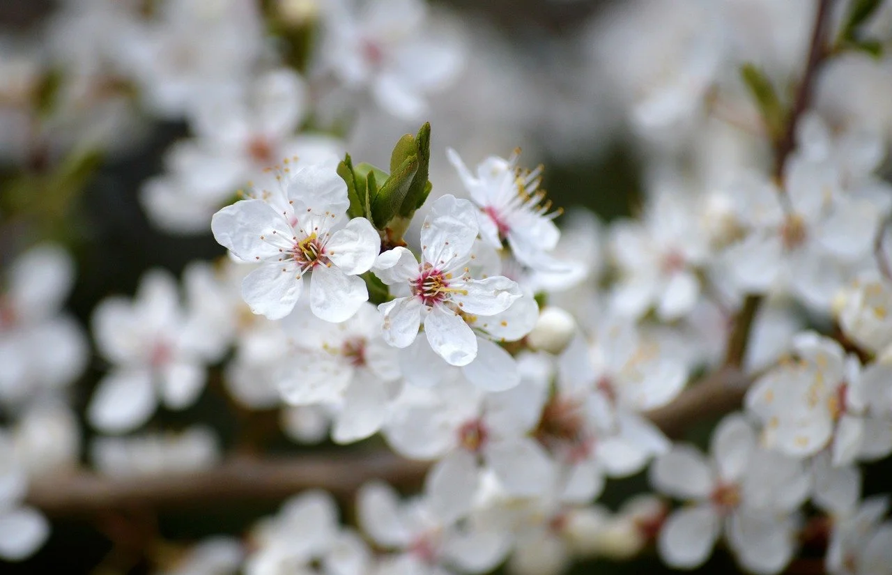 Breathtaking White Bird Cherry Blossoms: Spring's Delicate Embrace