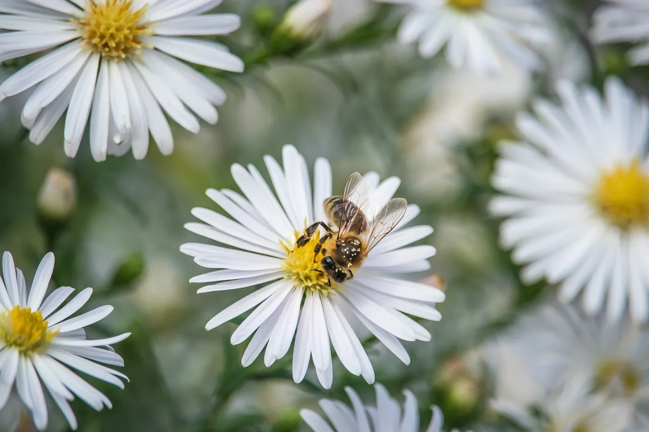 Vibrant Macro: Busy Bee on White Aster Bloom