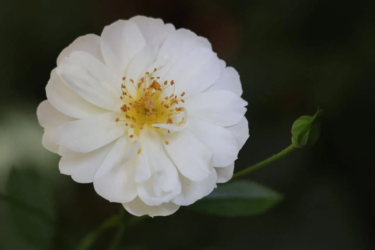 Stunning White Rose: Delicate Macro Beauty on Dark Background