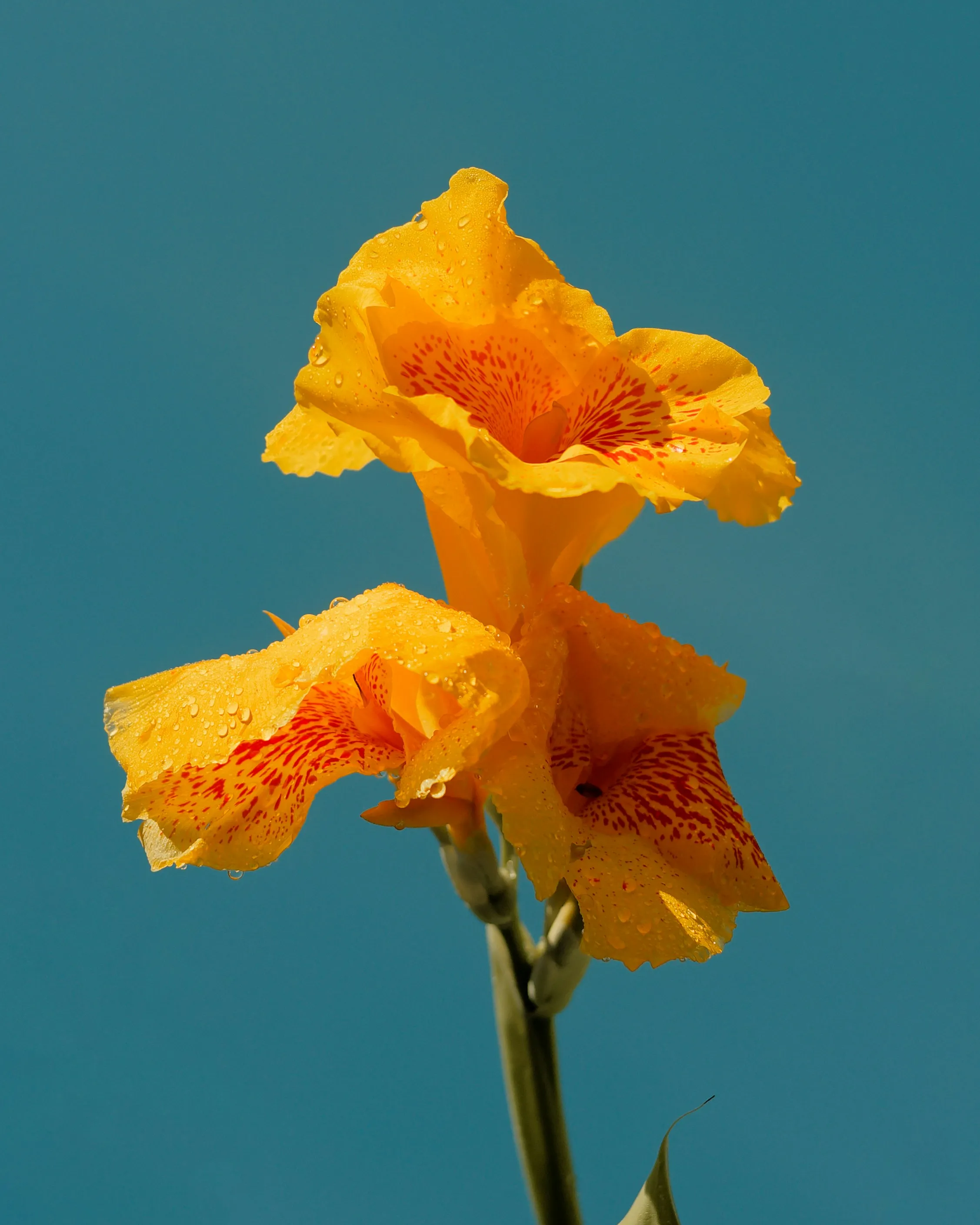 Vibrant Yellow Canna Lily Blooms Against a Serene Blue Sky