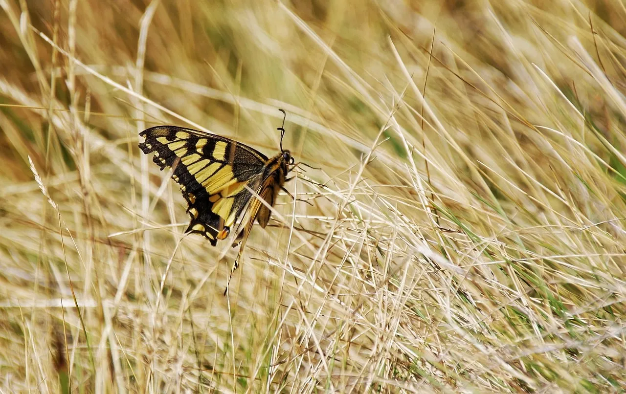 Vibrant Swallowtail Resting: Macro Beauty in Dry Meadow