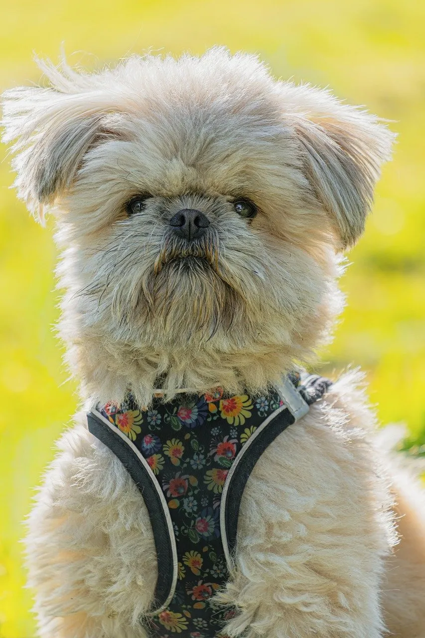 Adorable Shih Tzu Portrait: Fluffy Friend in Golden Light