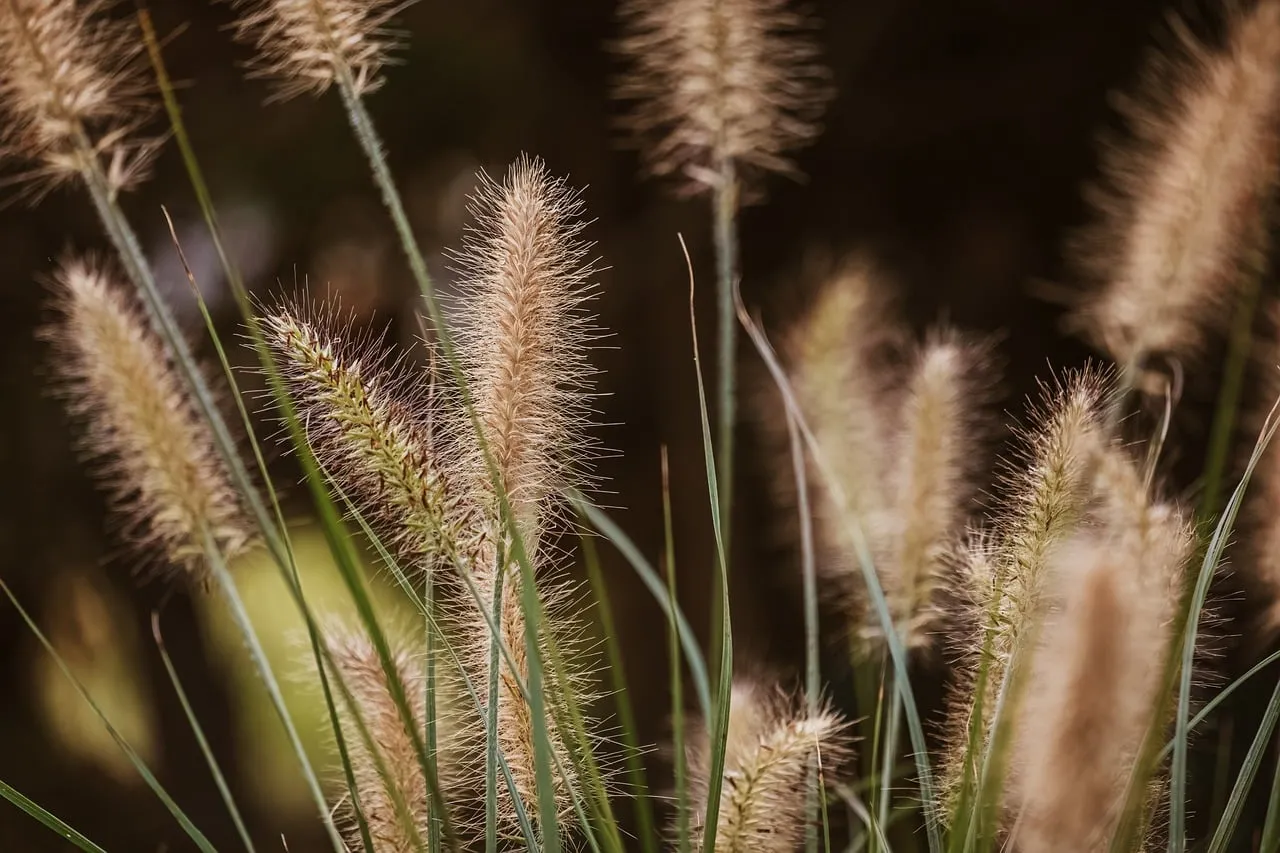 Whispering Sedge: Serene Summer Field Textures
