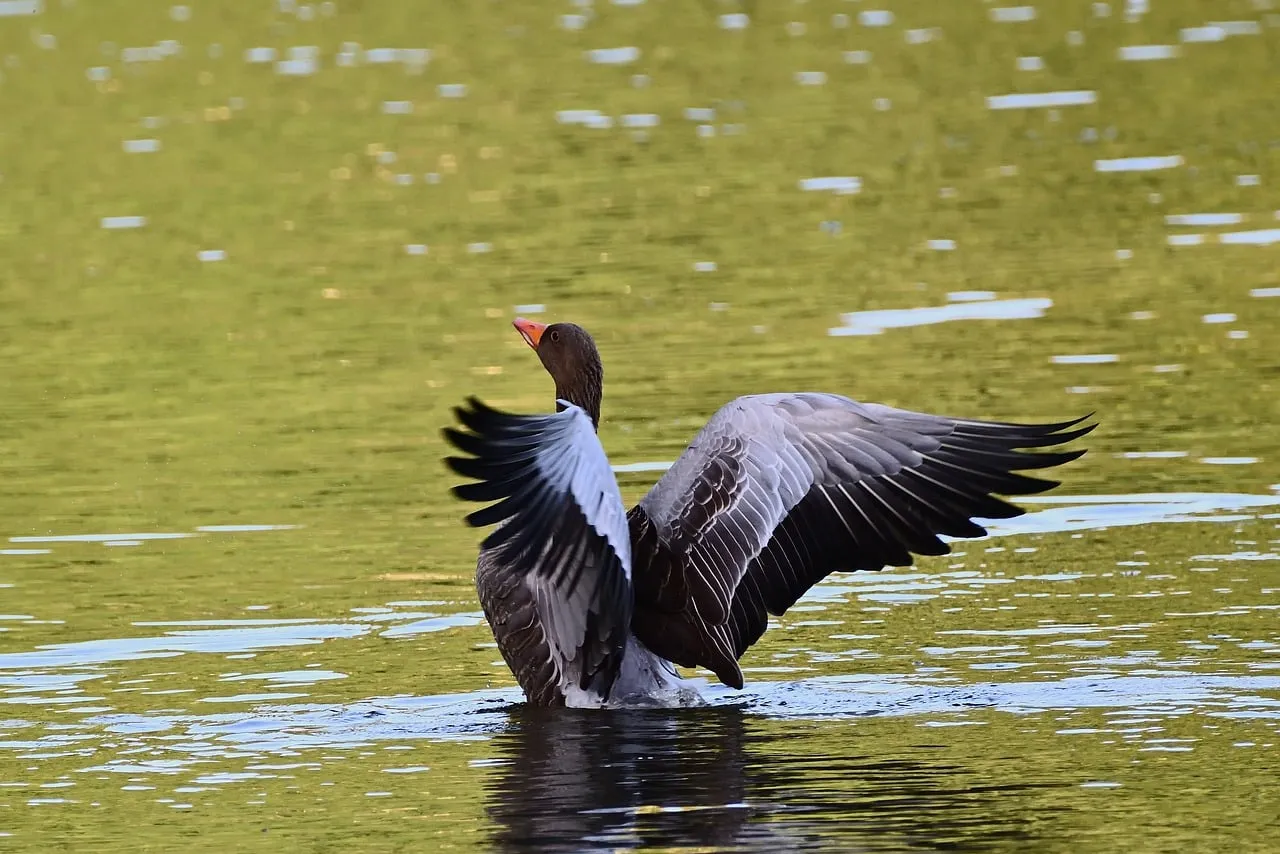Majestic Greylag Goose Spreads Wings on Serene Lake