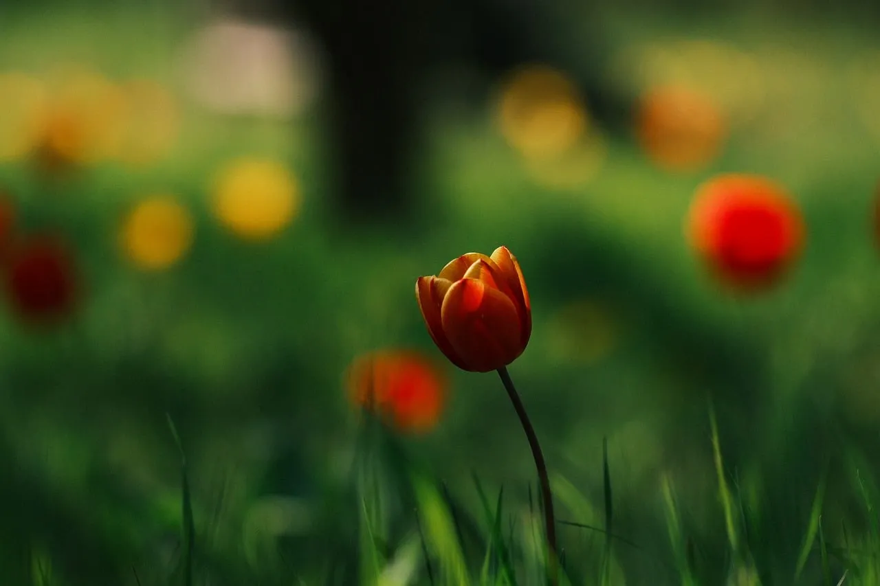 Vibrant Tulip Blossom: A Glimmer of Spring