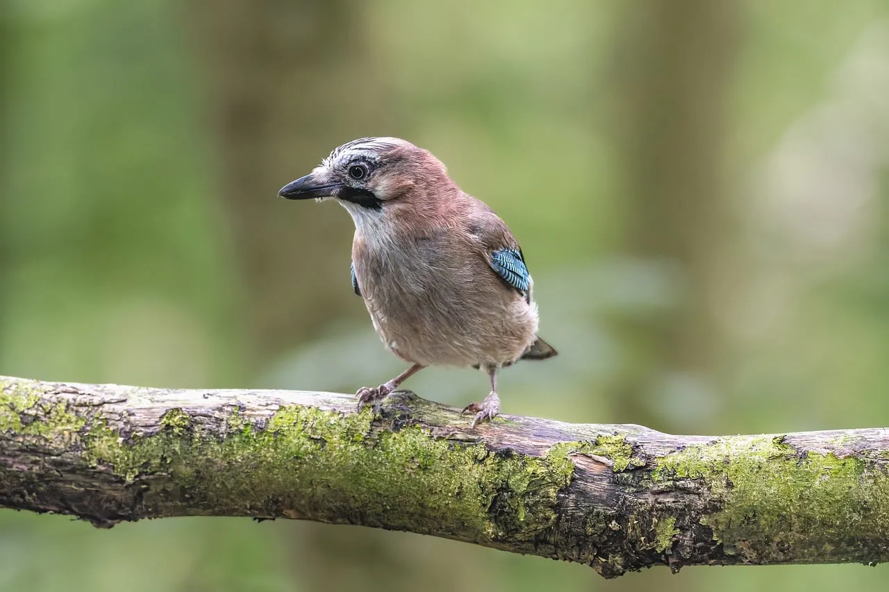 Vibrant Eurasian Jay Perched on Mossy Branch in Forest