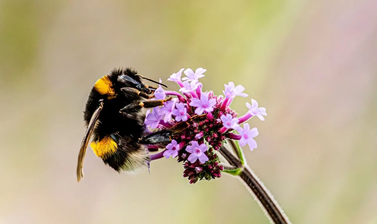 Vibrant Macro: Bumblebee on Purple Verbena Flower