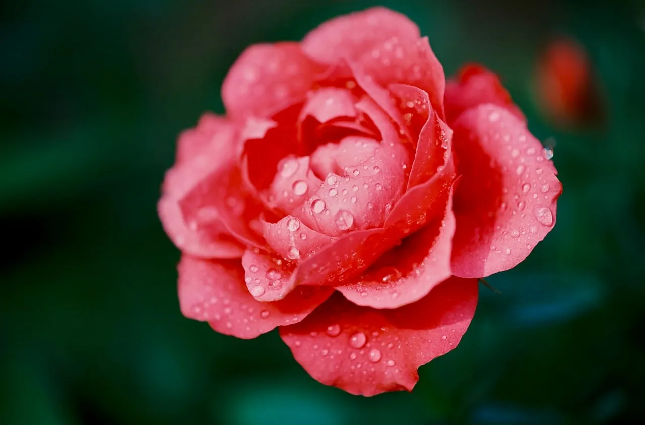 Vibrant Pink Rose: Dew-Kissed Beauty in Macro
